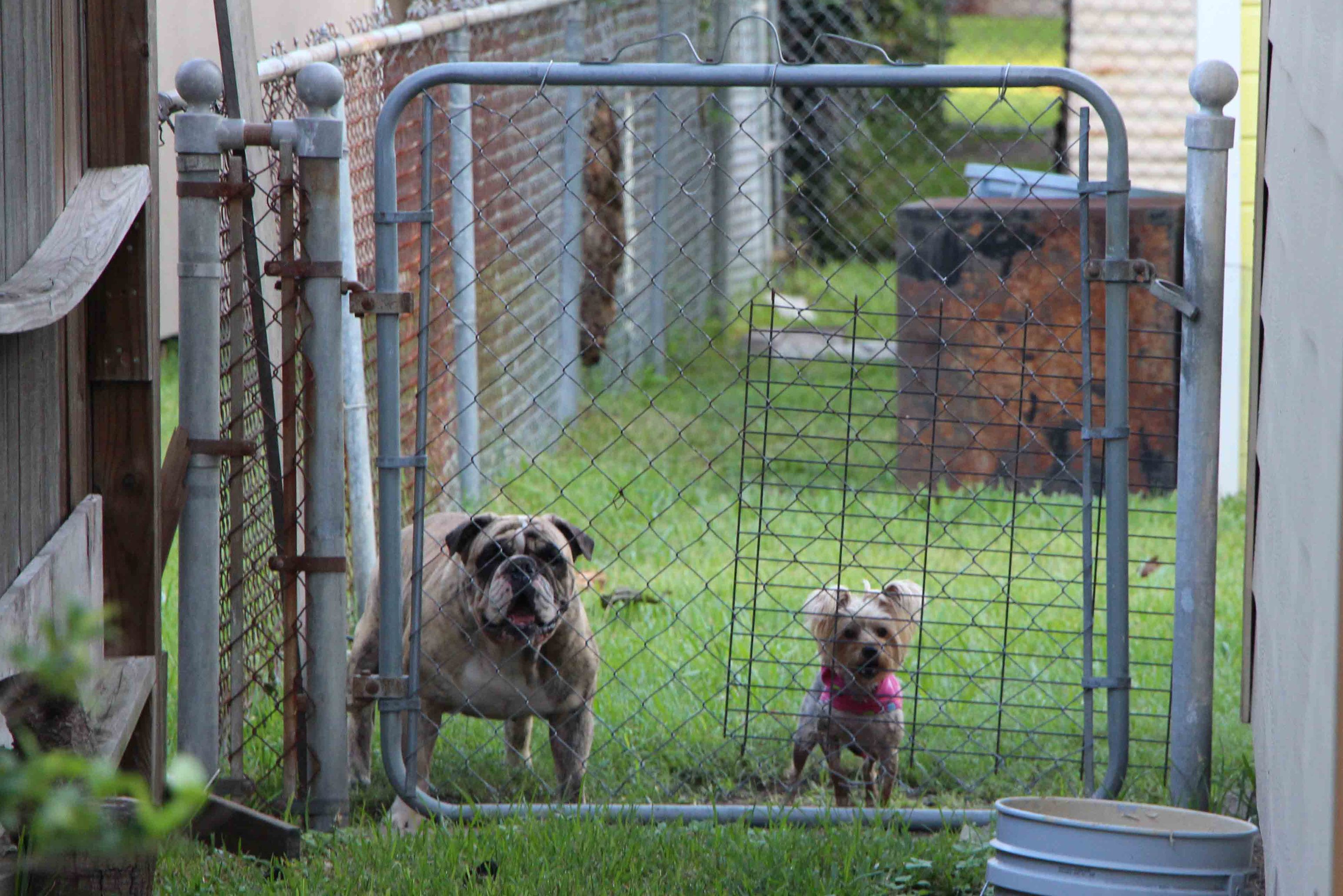 ¿Hijos perros?