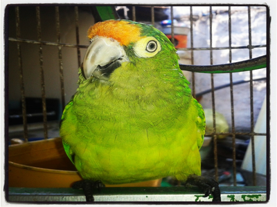 LOS PERIQUITOS SON LAS MASCOTAS PREFERIDAS DE LA GENTE DE HUETAMO